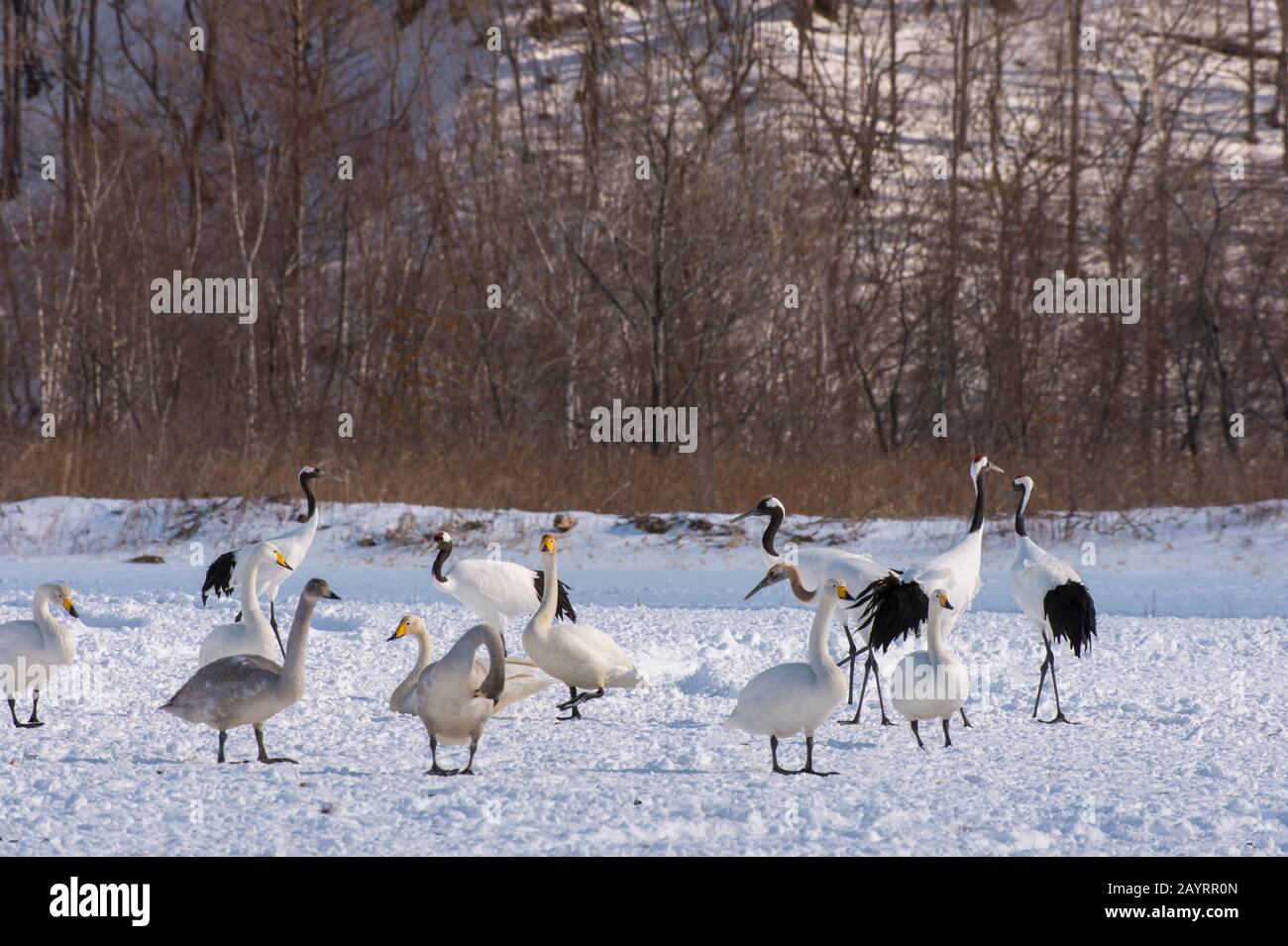 Gru giapponesi a rischio di estinzione (Grus japonensis), conosciute anche come gru coronate da rosso, e cigni Whooper (Cygnus cygnus) alla Akan International Crane Foto Stock