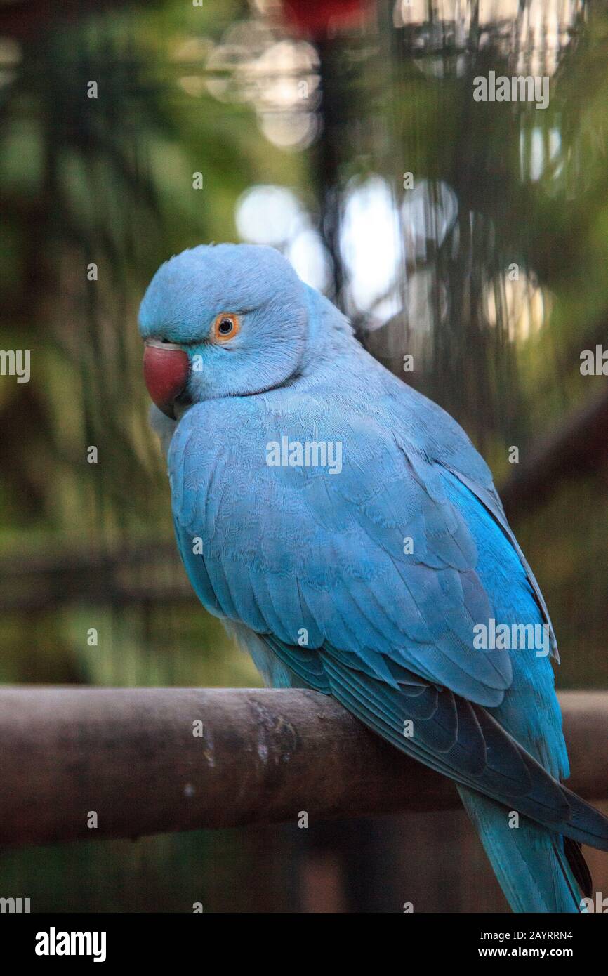 Pappagallo pappagallo pittacula krameri blu indiano è di Ceylon, ma ora si trova in India, Asia e Pakistan. Foto Stock