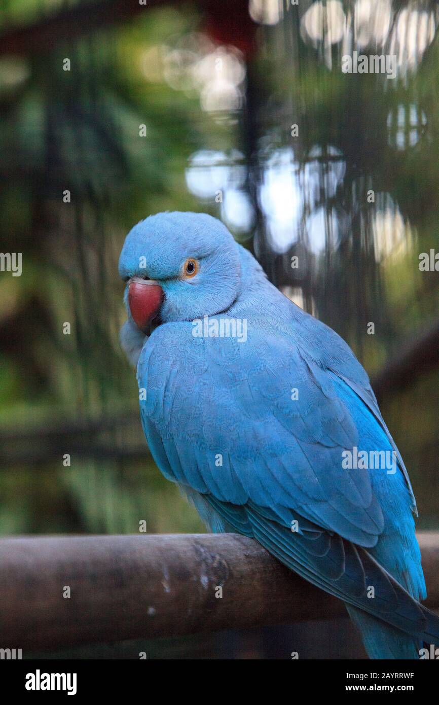 Pappagallo pappagallo pittacula krameri blu indiano è di Ceylon, ma ora si trova in India, Asia e Pakistan. Foto Stock