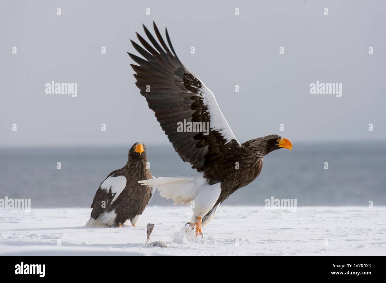 Aquile di mare di Steller (Haliaeetus pelagicus) decollare da un terreno innevato vicino a Rausu, una piccola città di pesca che si trova all'estremità orientale dello Shir Foto Stock