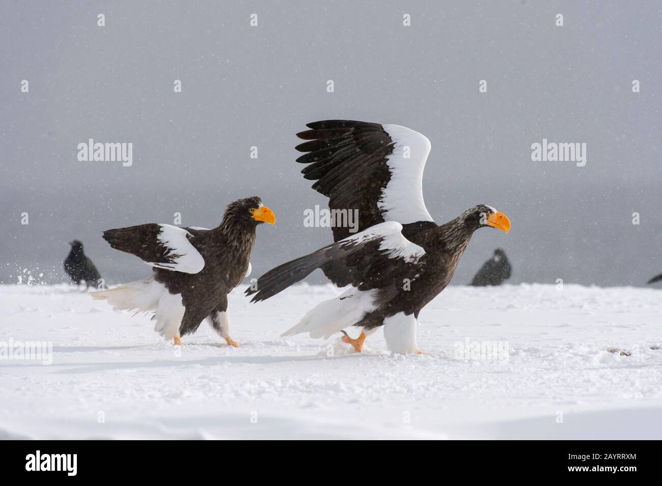 Aquile di mare di Steller (Haliaeetus pelagicus) decollare da un terreno innevato vicino a Rausu, una piccola città di pesca che si trova all'estremità orientale dello Shir Foto Stock
