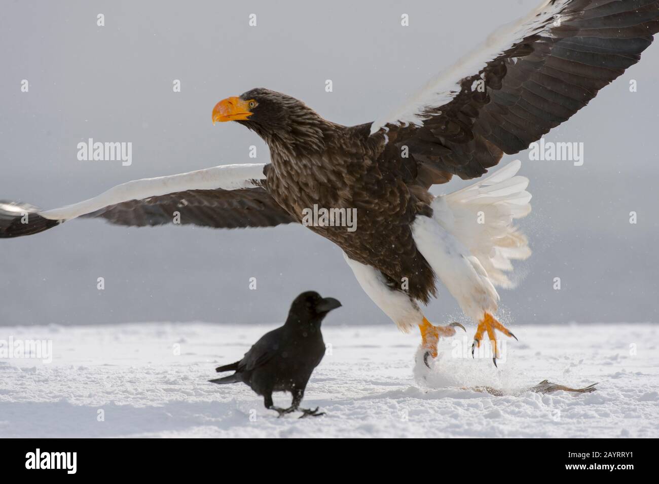 Aquile di mare di Steller (Haliaeetus pelagicus) decollare da un terreno innevato vicino a Rausu, una piccola città di pesca che si trova all'estremità orientale dello Shir Foto Stock