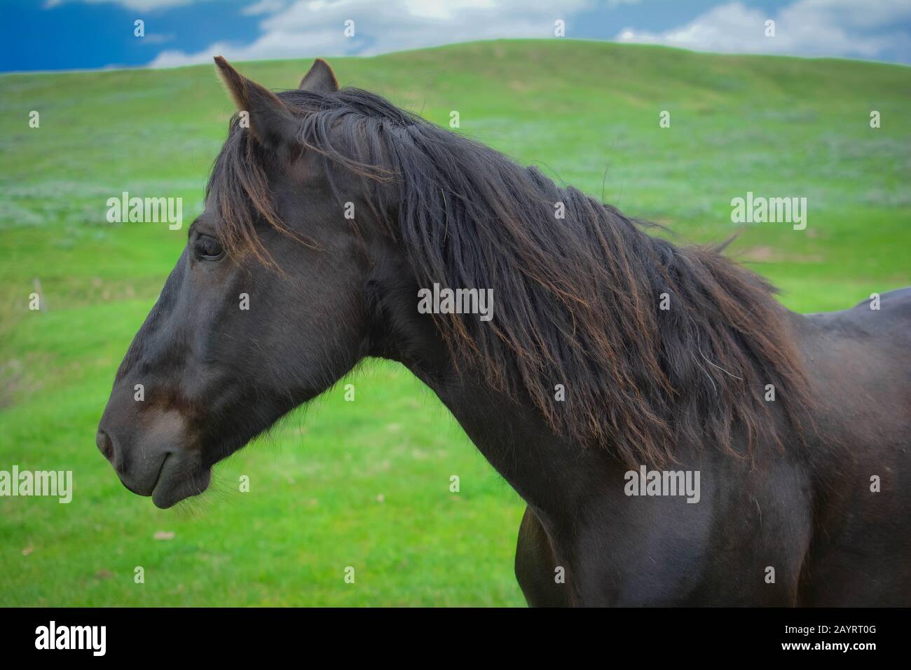 Cavalli E Mucche Foto Stock