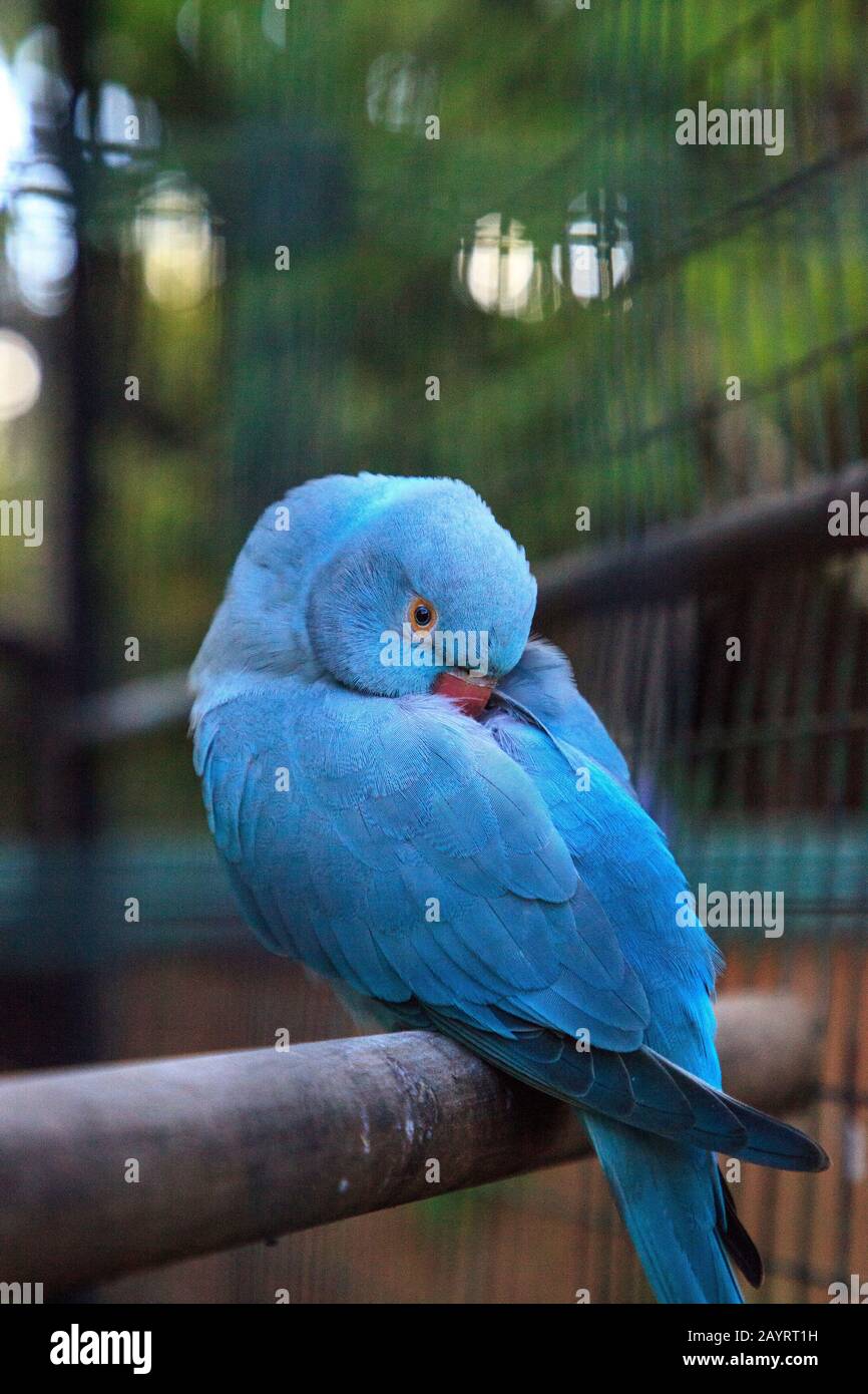 Pappagallo pappagallo pittacula krameri blu indiano è di Ceylon, ma ora si trova in India, Asia e Pakistan. Foto Stock