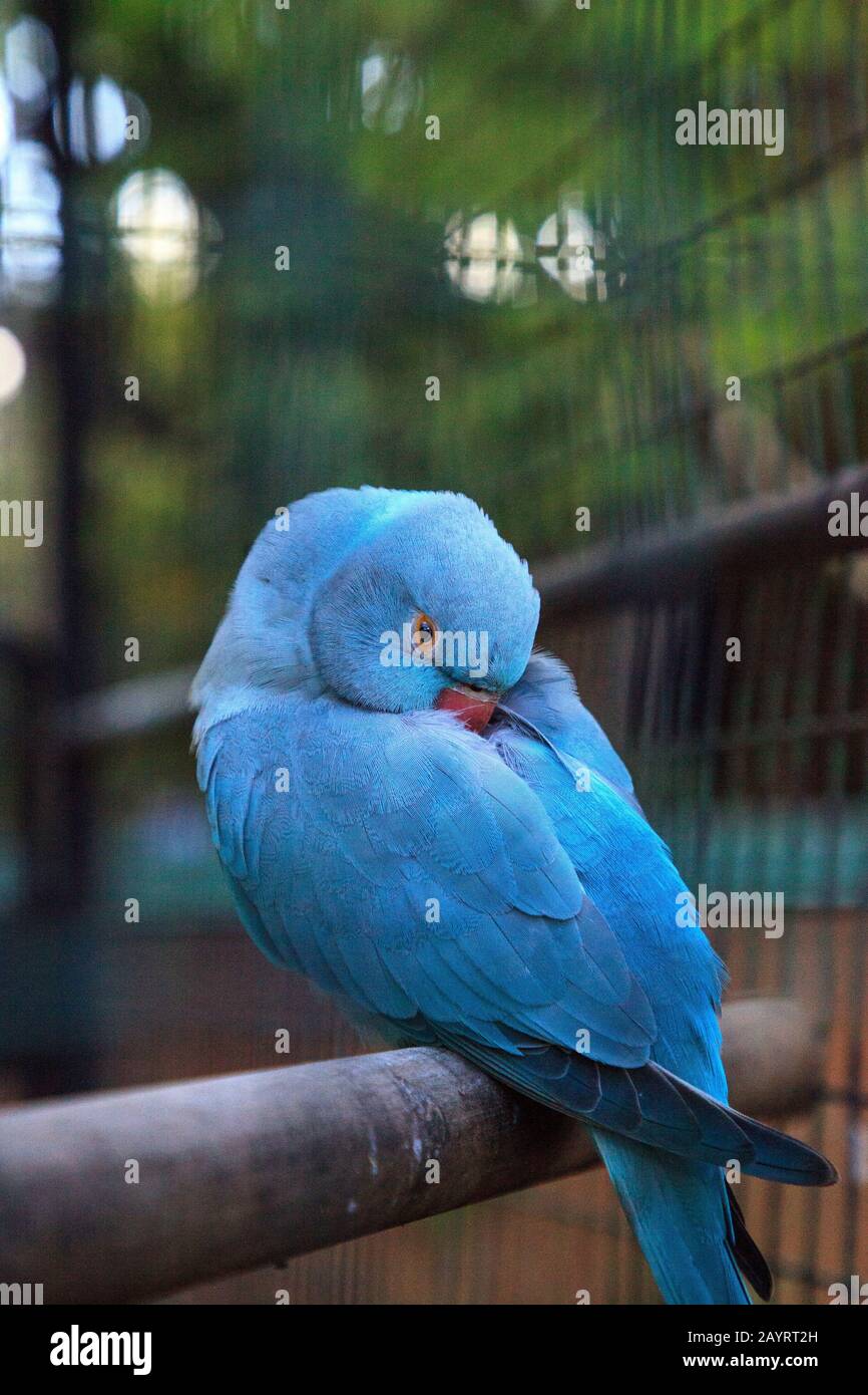 Pappagallo pappagallo pittacula krameri blu indiano è di Ceylon, ma ora si trova in India, Asia e Pakistan. Foto Stock