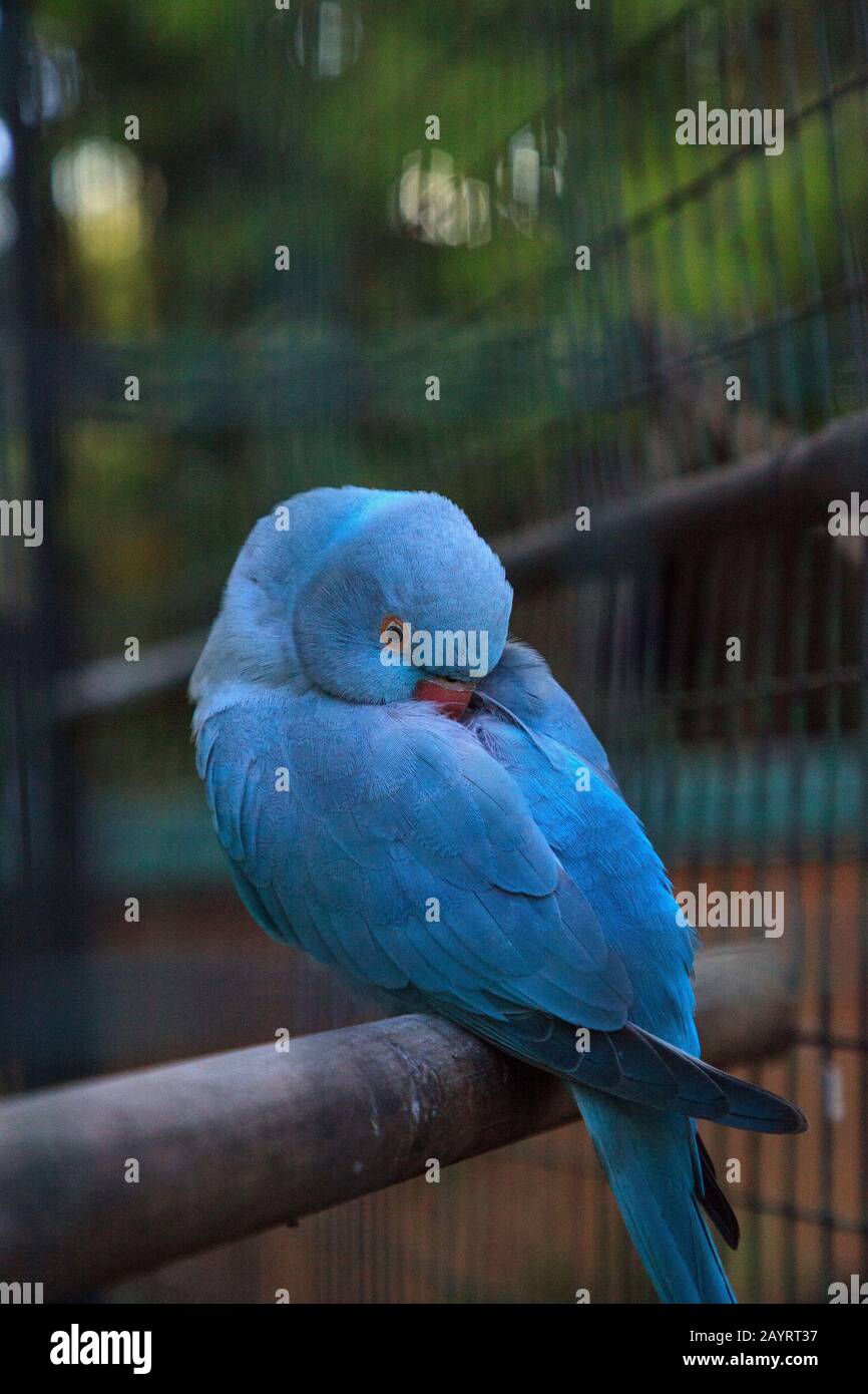 Pappagallo pappagallo pittacula krameri blu indiano è di Ceylon, ma ora si trova in India, Asia e Pakistan. Foto Stock
