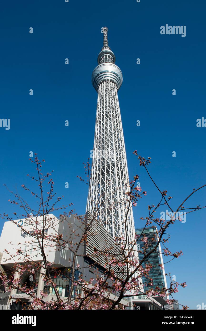 Il Tokyo Skytree è la torre più alta del mondo ed è una torre di trasmissione, ristorante e osservazione a Sumida, Tokyo, Giappone. Foto Stock