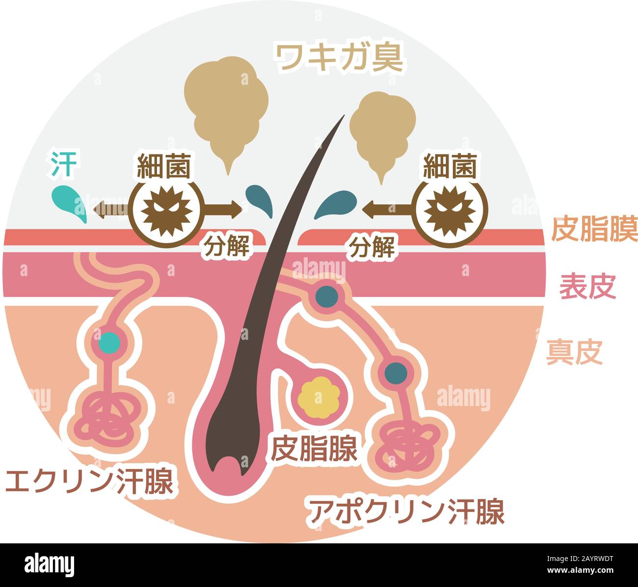 Illustrazione piatta della causa dell'odore del corpo (forma rotonda). / Giapponese Illustrazione Vettoriale
