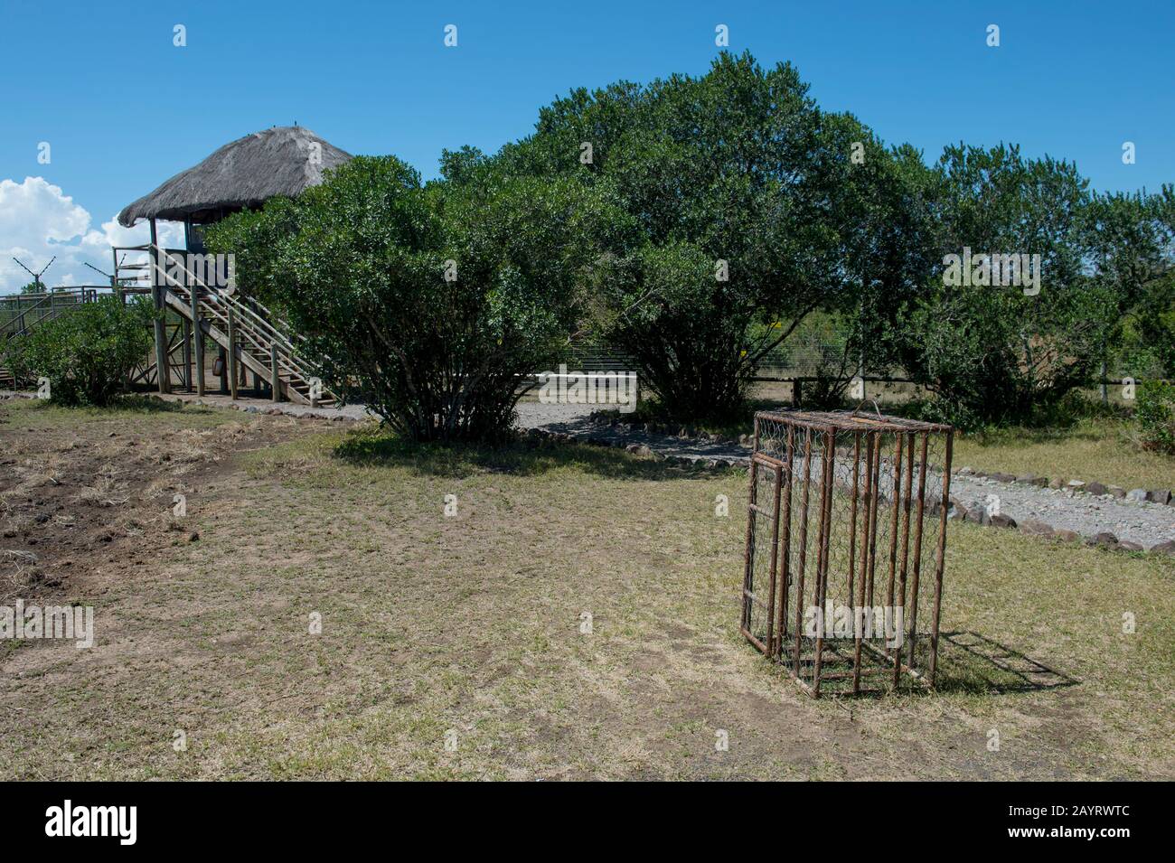 Il Sweetwaters Chimpanzee Sanctuary Al Ol Pejeta Conservancy In Kenya. Foto Stock