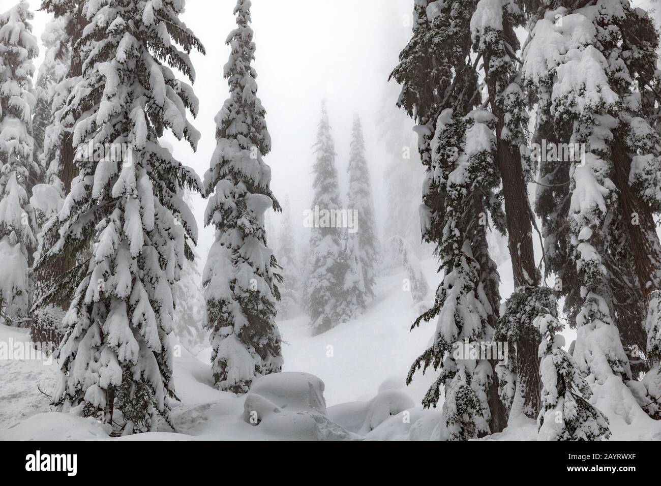 WA17429-00....WASHINGTON - alberi ricoperti di neve nella foresta nazionale di Mount Baker-Snoqualmie vicino al Passo di Snoqualmie. Foto Stock