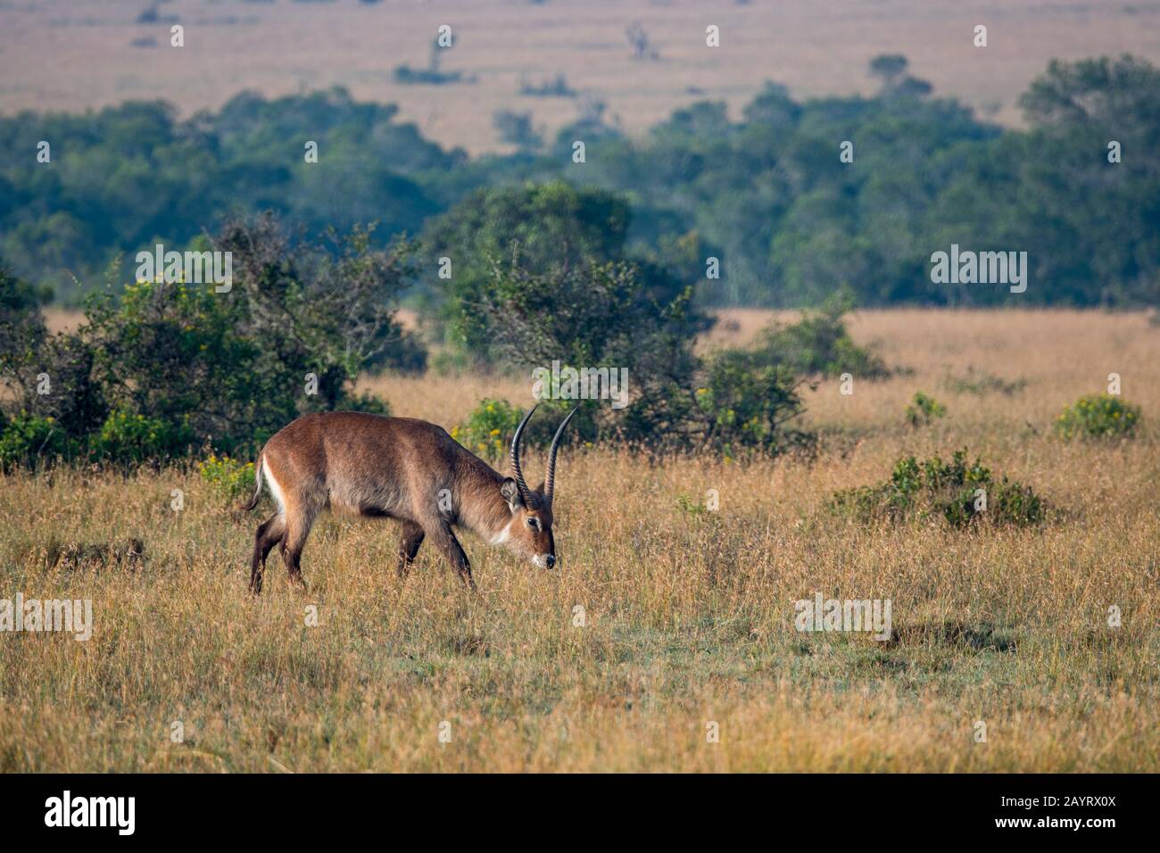 Un Waterbuck (Kobus ellissiprymnus) al Conservatorio Di Ol Pejeta in Kenya. Foto Stock