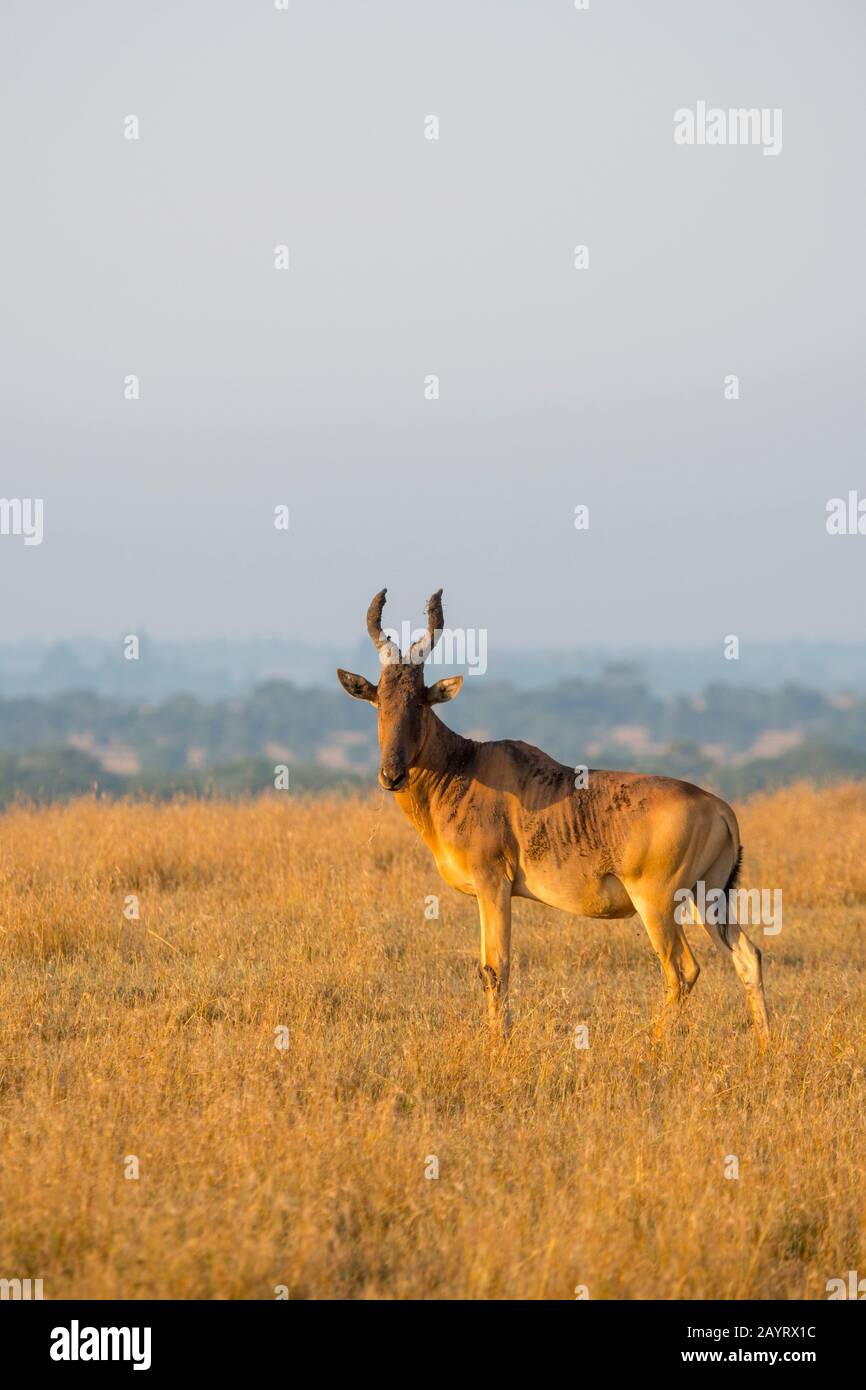 Un Hartebeest (Alcelaphus buselaphus) al Conservatorio Di Ol Pejeta in Kenya. Foto Stock
