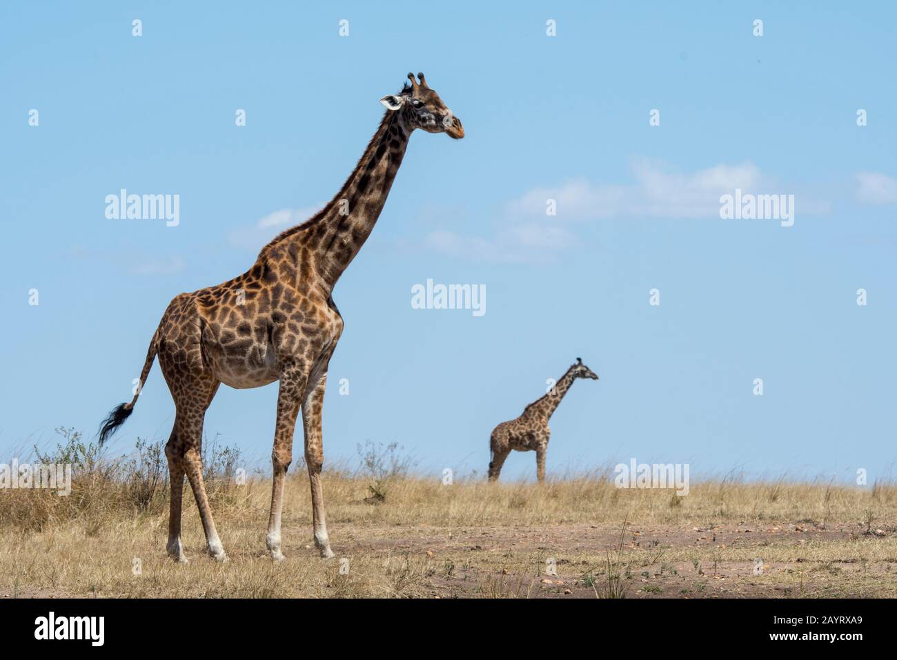 Due giraffe Masai (Giraffa tippelskirchi) nel Masai Mara in Kenya. Foto Stock