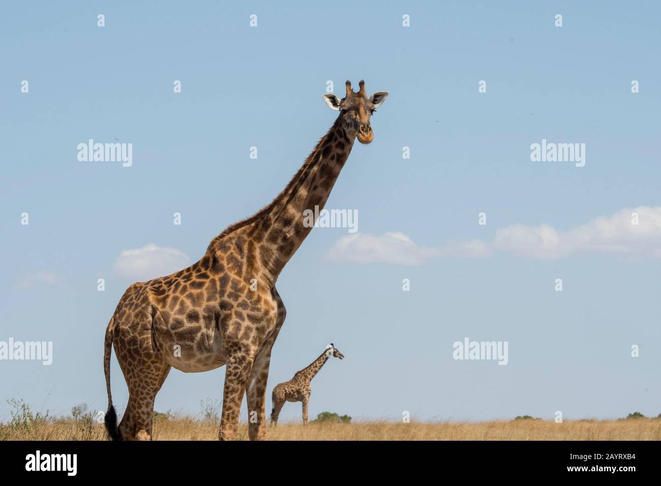 Due giraffe Masai (Giraffa tippelskirchi) nel Masai Mara in Kenya. Foto Stock