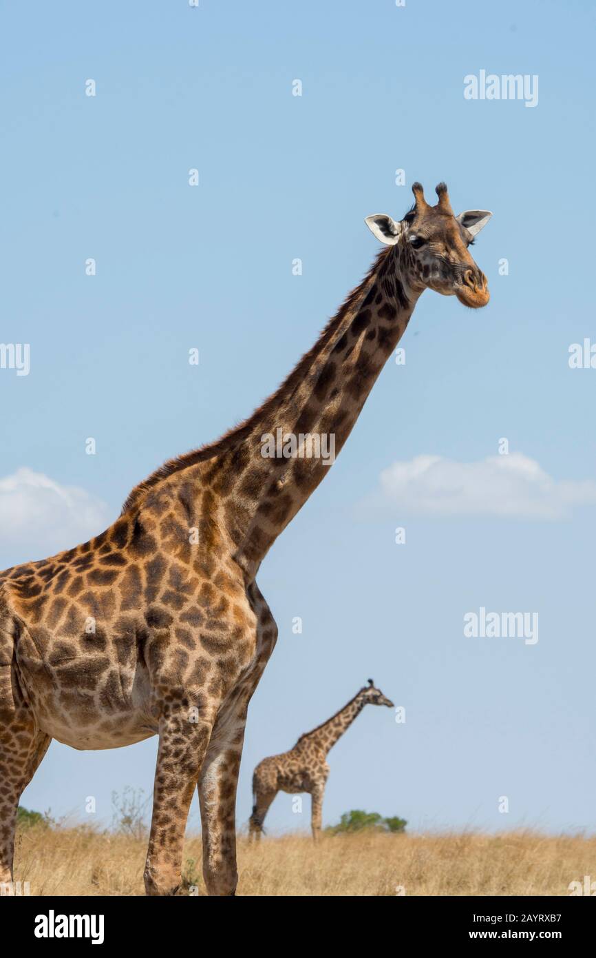 Due giraffe Masai (Giraffa tippelskirchi) nel Masai Mara in Kenya. Foto Stock