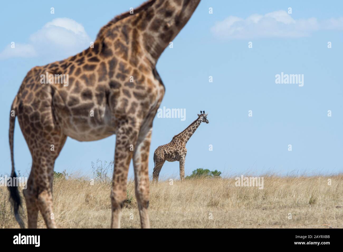Due giraffe Masai (Giraffa tippelskirchi) nel Masai Mara in Kenya. Foto Stock