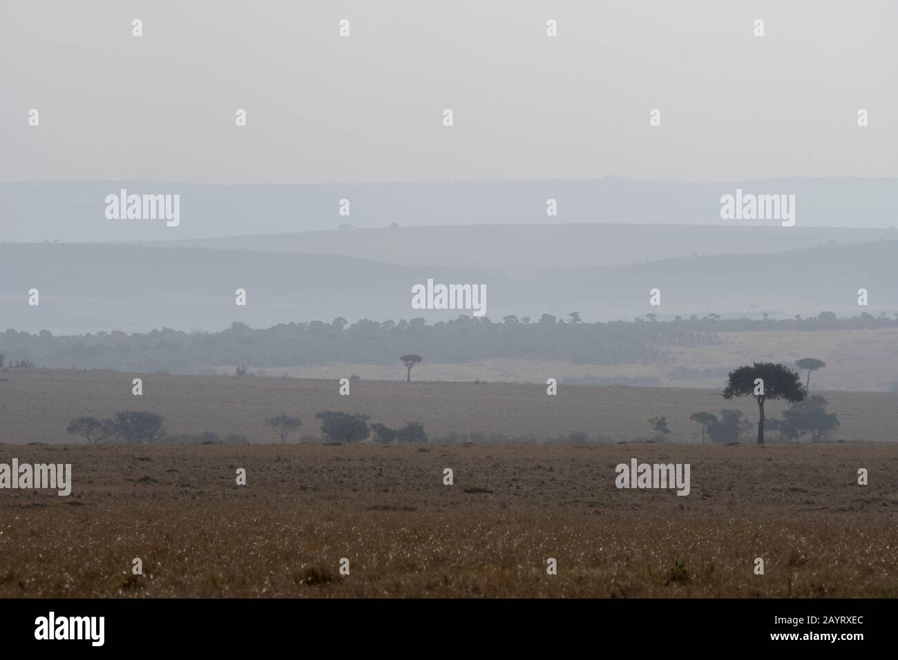 Paesaggio Misty al mattino nella Riserva Nazionale Masai Mara in Kenya. Foto Stock