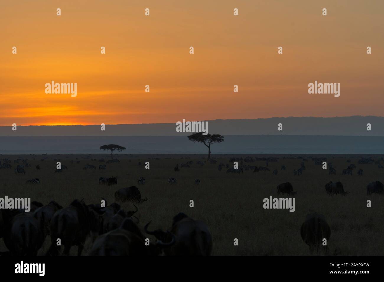Tramonto sulla Riserva Nazionale Masai Mara in Kenya. Foto Stock