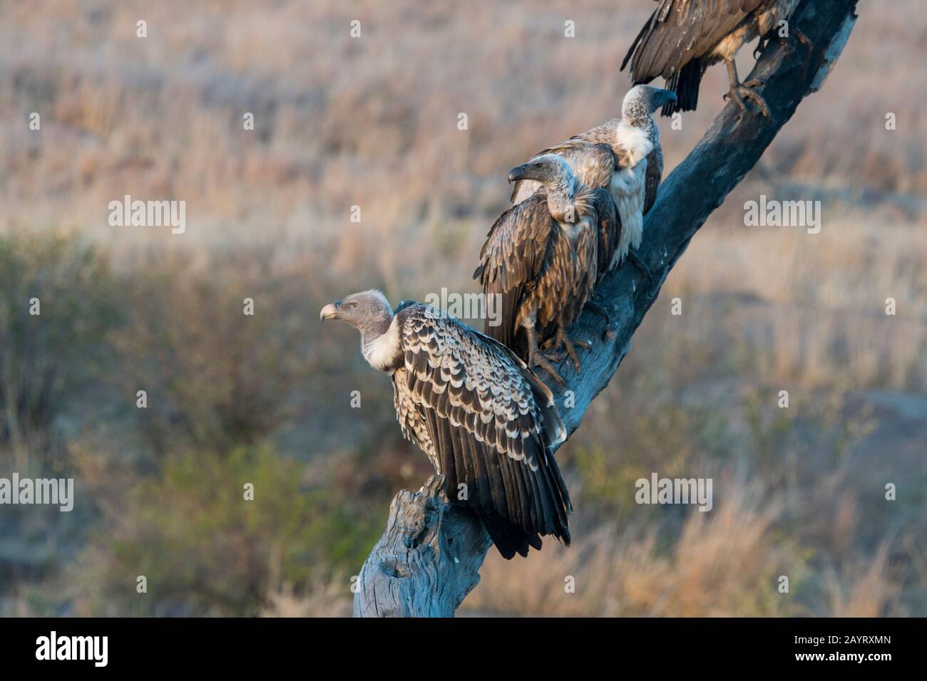 Avvoltoi a dorso di bianco (Gyps africanus) e un griffon avvoltoio di Ruppell (Gyps rueppellii) seduti su un albero nella Riserva Nazionale Masai Mara in Kenya Foto Stock