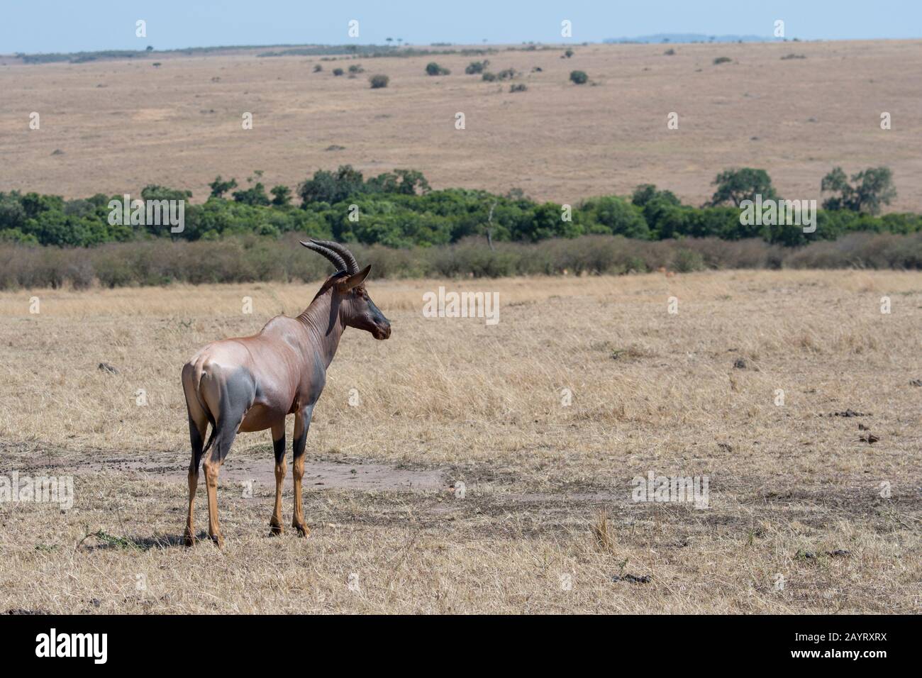 Un topi (Damaliscus korrigum) nella prateria Della Riserva Nazionale Masai Mara in Kenya. Foto Stock