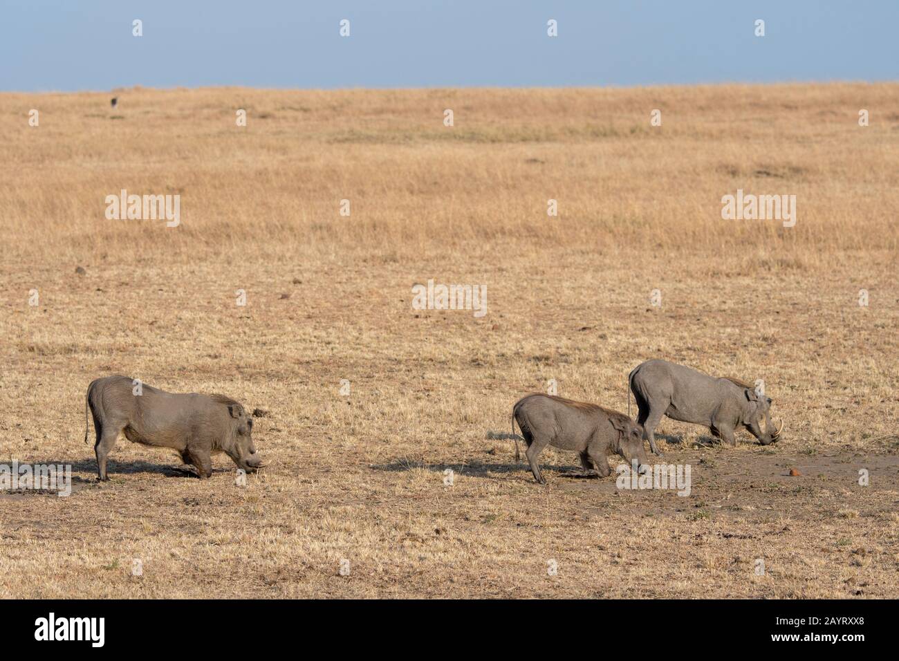 I warthogs (Phacochoerus afranus) che si nutrono nella prateria Della Riserva Nazionale Masai Mara in Kenya. Foto Stock