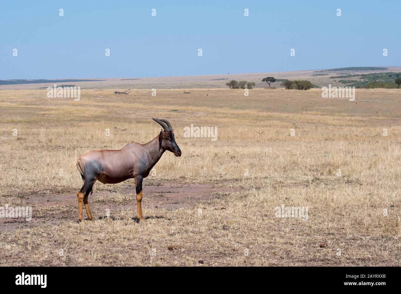 Un topi (Damaliscus korrigum) nella prateria Della Riserva Nazionale Masai Mara in Kenya. Foto Stock