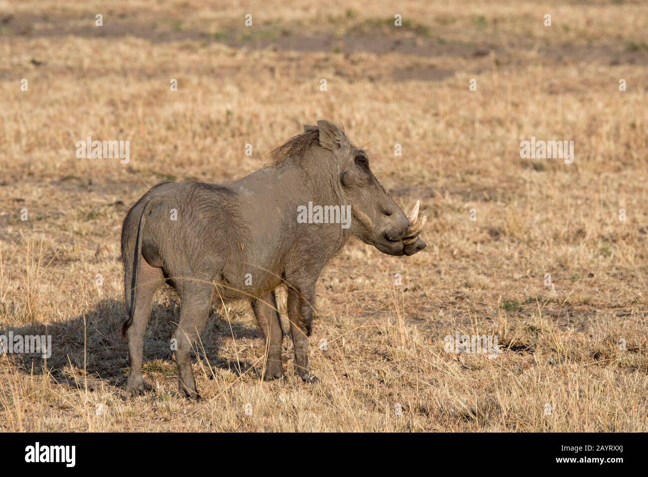 Un Warthog (Phacochoerus afranus) nella prateria Della Riserva Nazionale Masai Mara in Kenya. Foto Stock