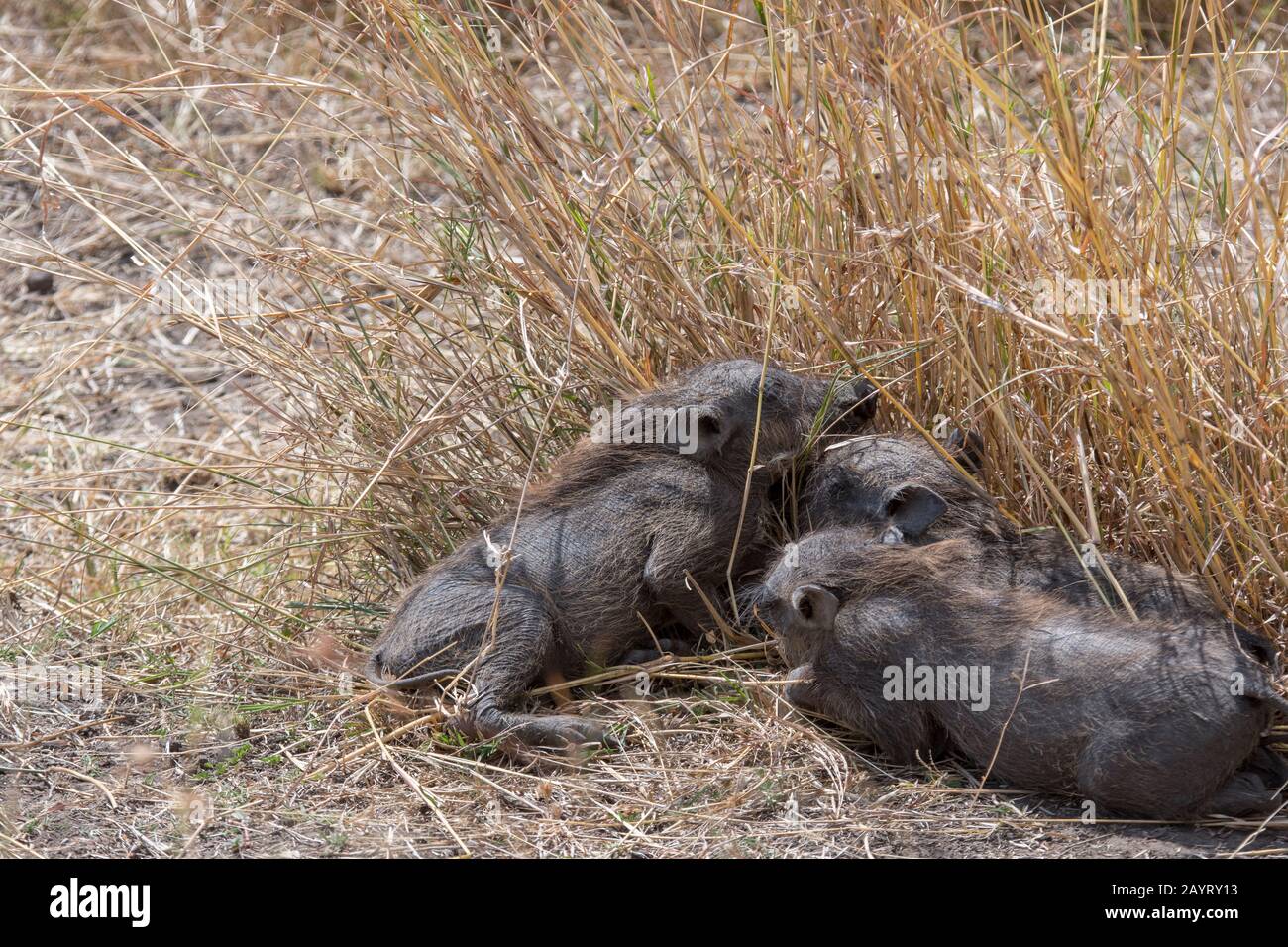 Warthog (Phacochoerus africanus) neonati nella prateria Della Riserva Nazionale Masai Mara in Kenya. Foto Stock