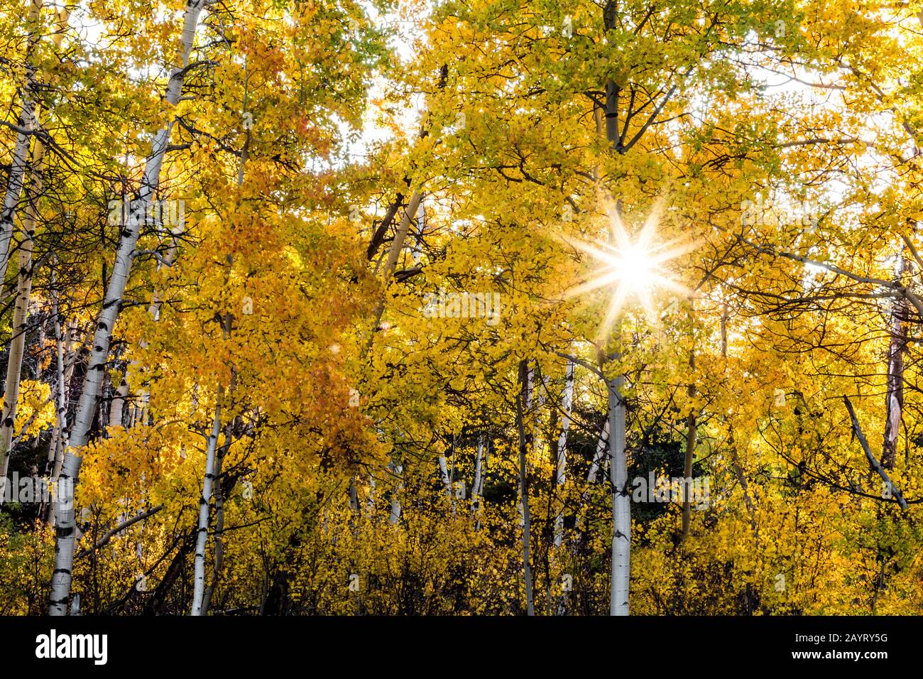 WY02472-00- Alberi di Aspen nelle Montagne del Corno Grande. Foto Stock
