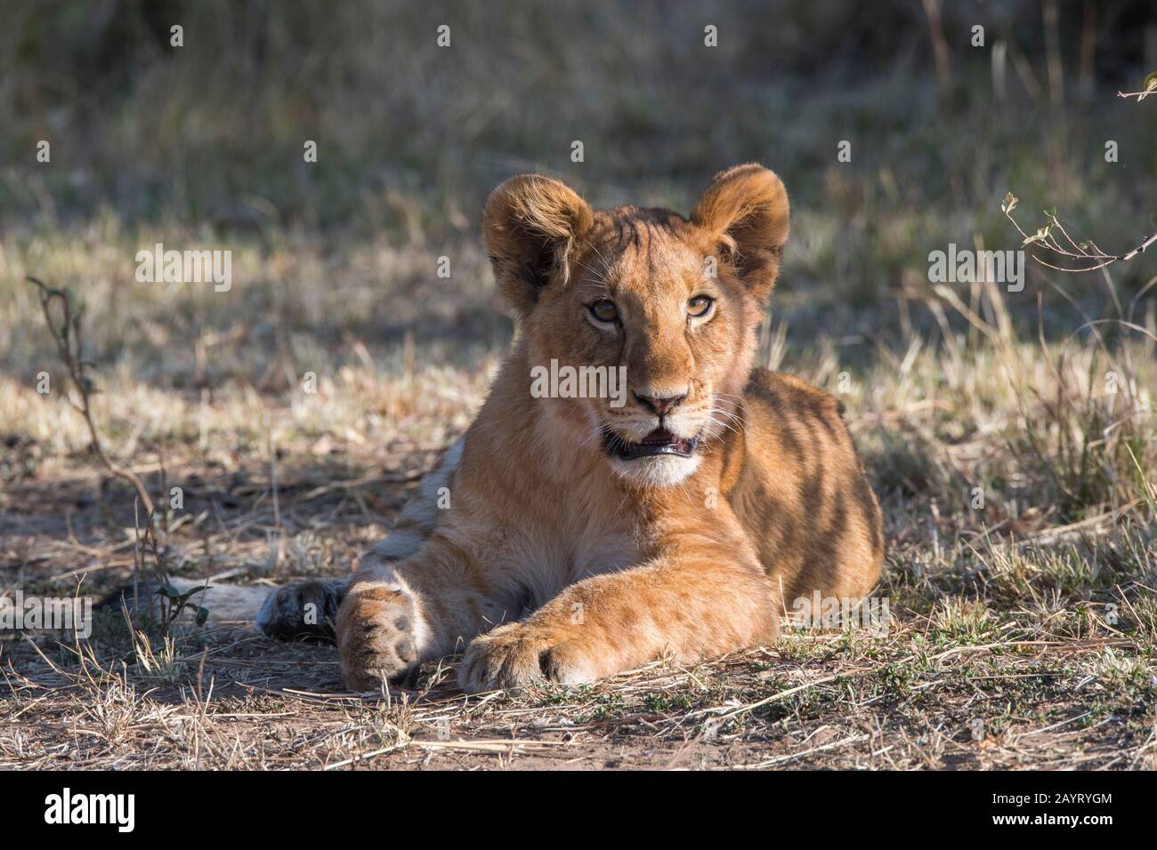 Un cucciolo di leone (panthera leo) nella Riserva Nazionale Masai Mara in Kenya. Foto Stock