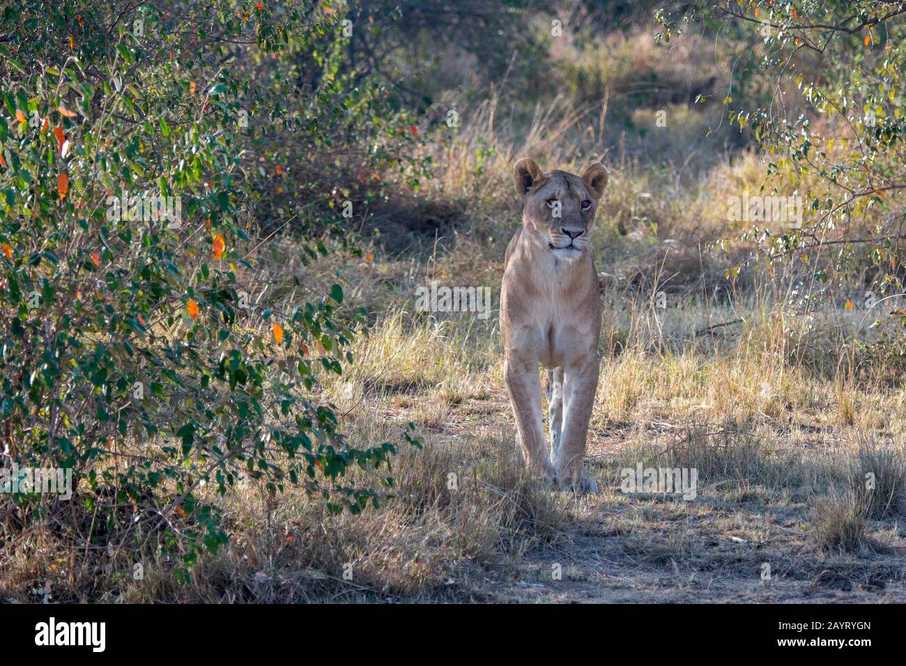 Una contessa (panthera leo) nella Riserva Nazionale Masai Mara in Kenya. Foto Stock