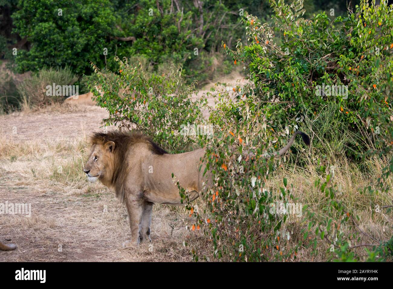 Un leone maschile (panthera leo) nella Riserva Nazionale Masai Mara in Kenya. Foto Stock