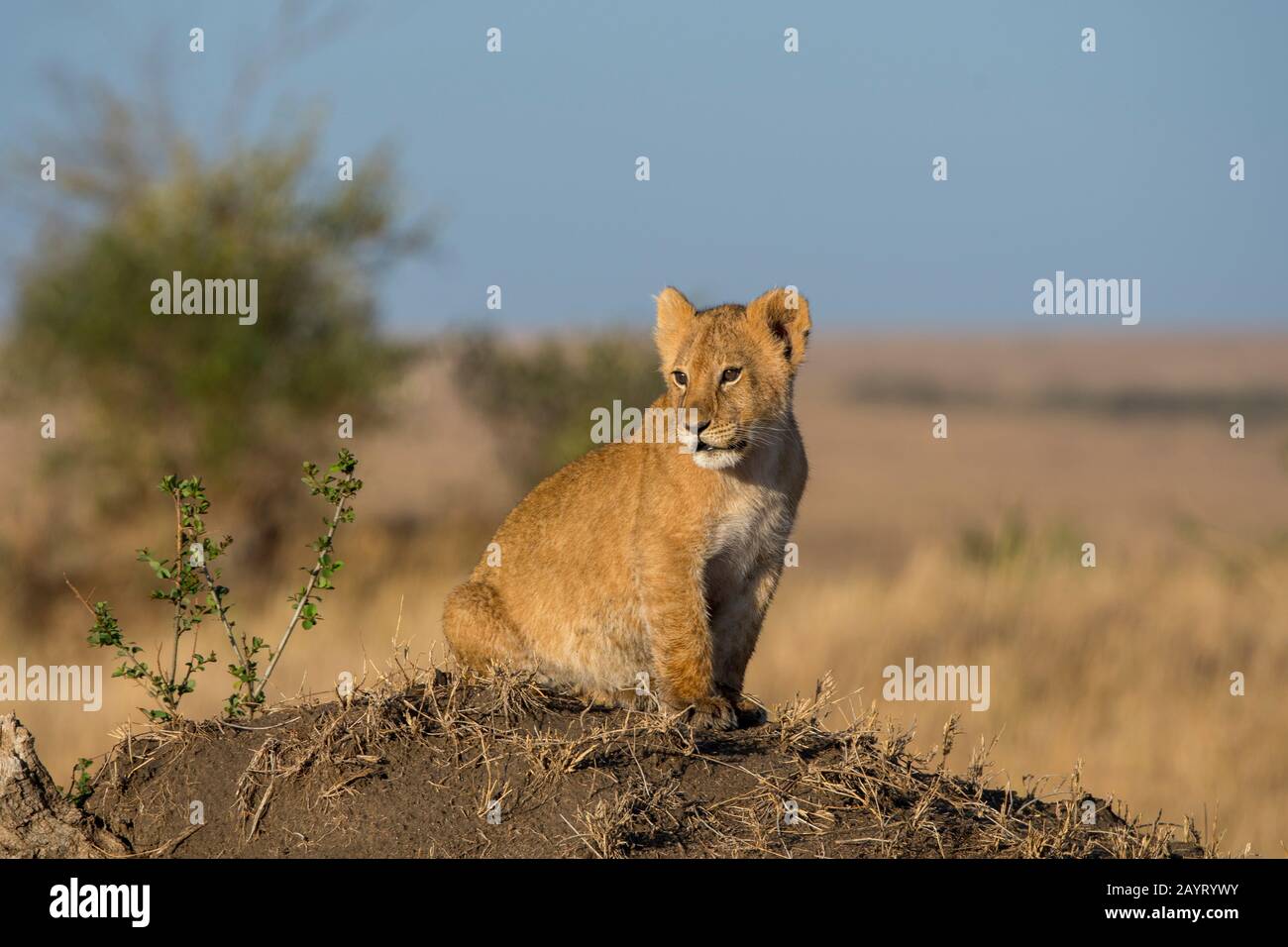 Un piccolo cucciolo di leone (panthera leo) su una collina termita sta cercando la sua madre e la chiama di tanto in tanto nella Riserva Nazionale Masai Mara i Foto Stock