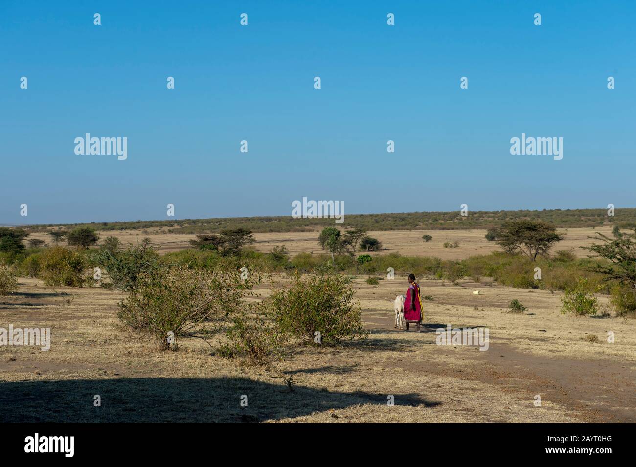 Una donna Maasai sta allevando bestiame nel campo del Masai Mara in Kenya. Foto Stock