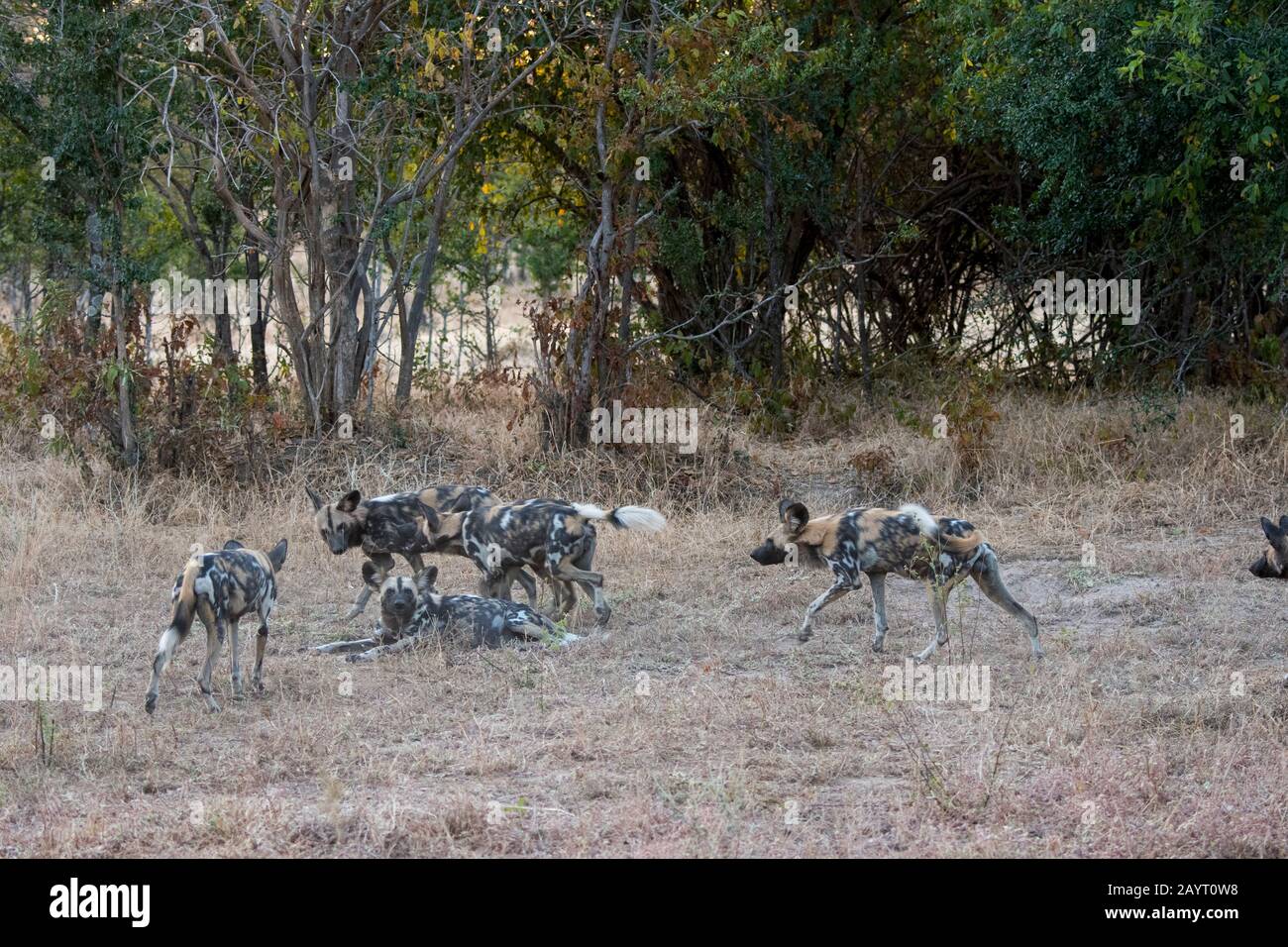 Cani selvatici africani (Lycaon pictus) nel Parco Nazionale di Luangwa Sud nello Zambia orientale. Foto Stock