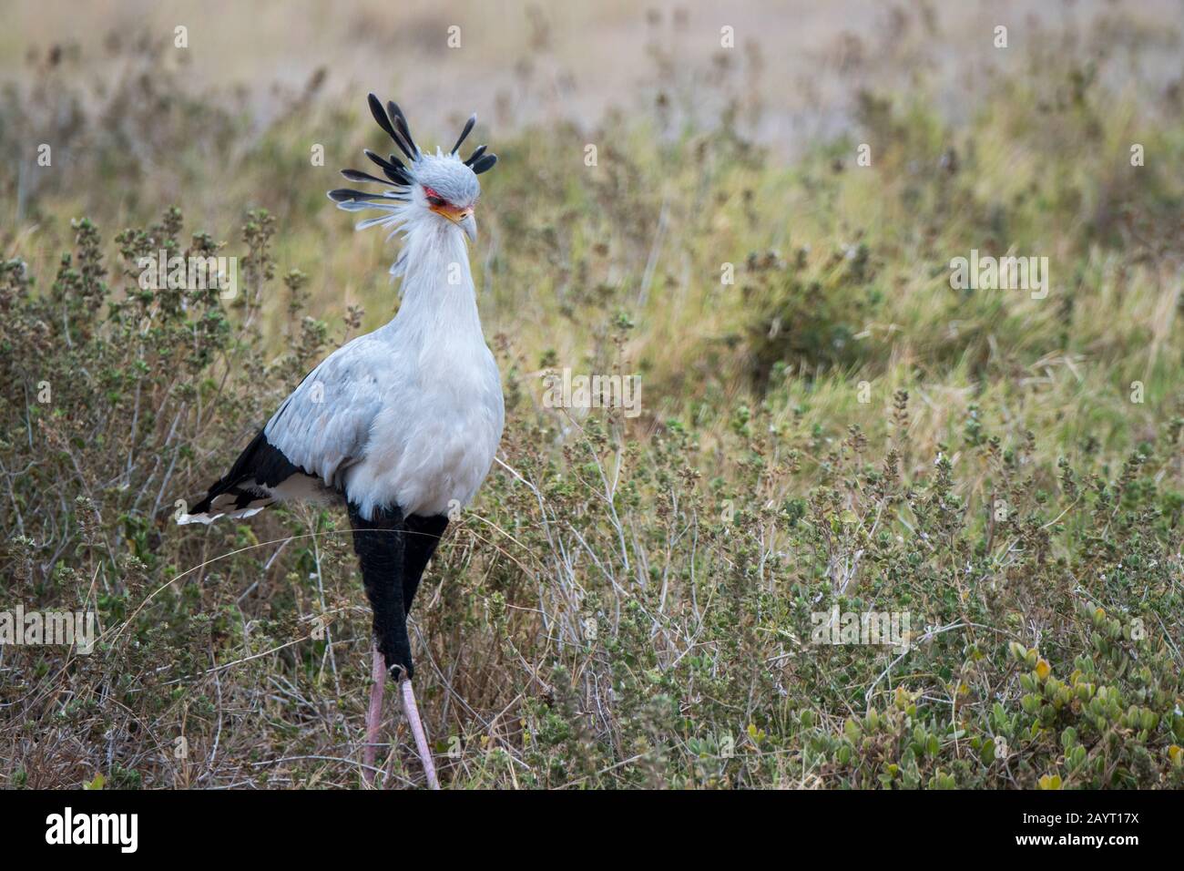 Un uccello Segretario (Sagittario serpentarius) sta cercando cibo in erba nel Parco Nazionale di Amboseli, in Kenya. Foto Stock