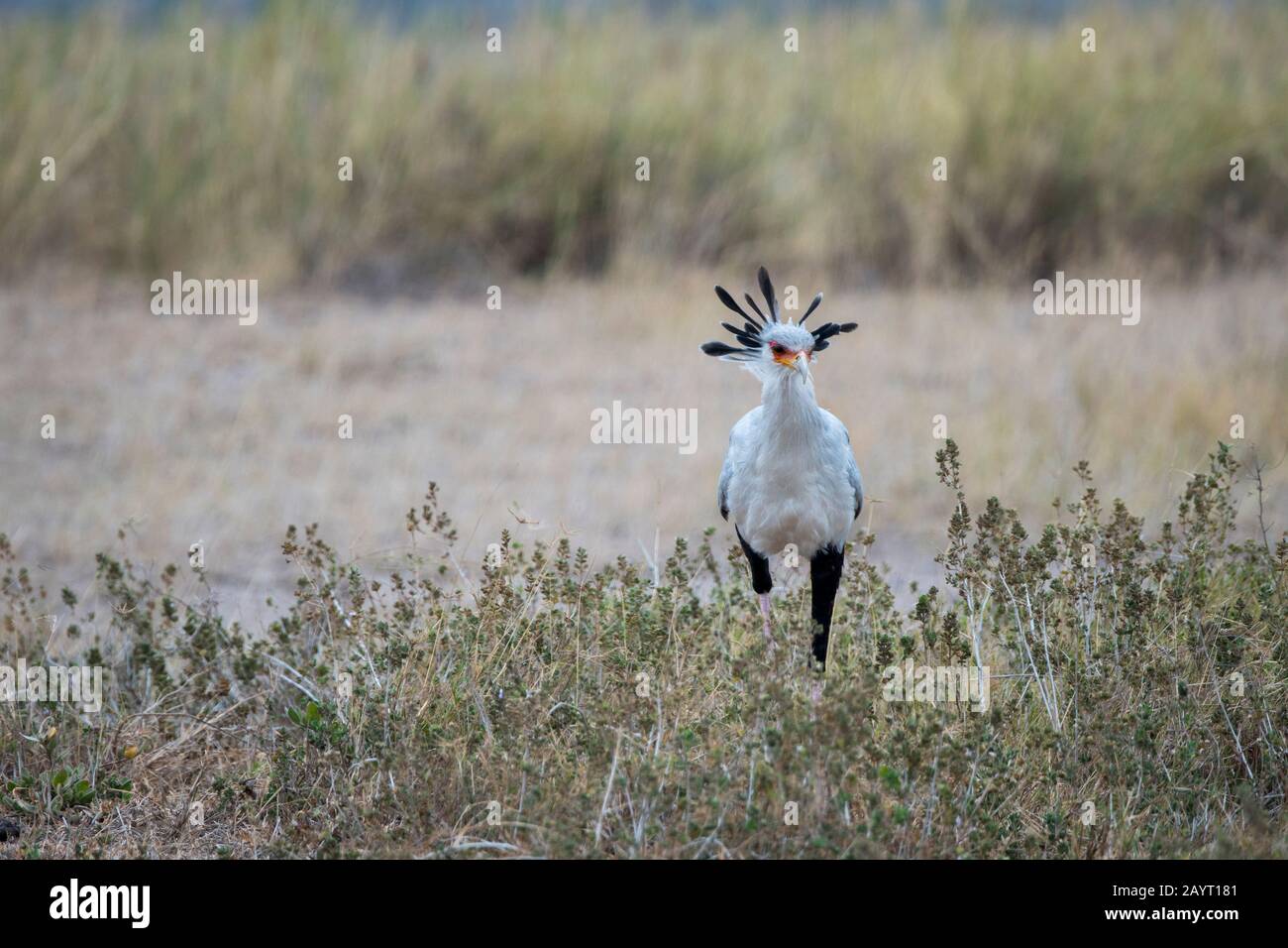 Un uccello Segretario (Sagittario serpentarius) sta cercando cibo in erba nel Parco Nazionale di Amboseli, in Kenya. Foto Stock