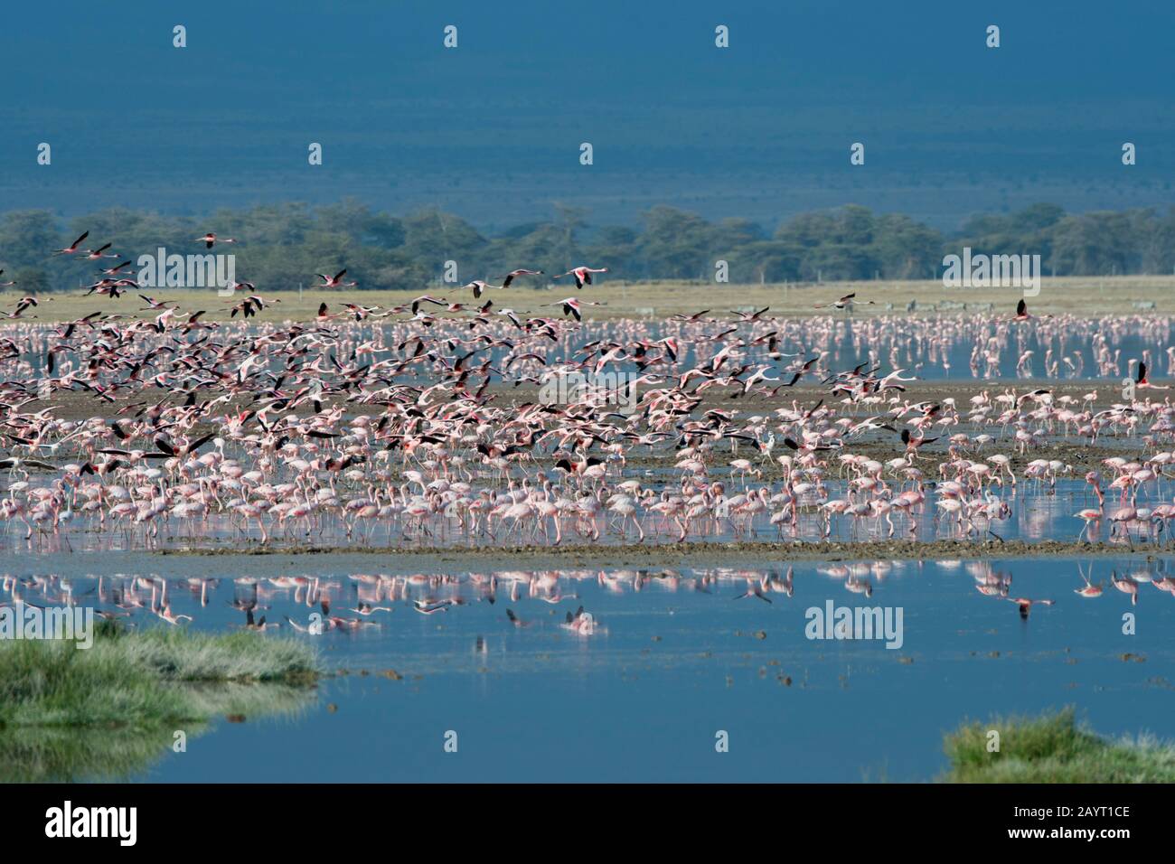 Un gruppo enorme di fenicotteri (maggiori e minori) volano su un lago poco profondo nel Parco Nazionale di Amboseli, in Kenya. Foto Stock