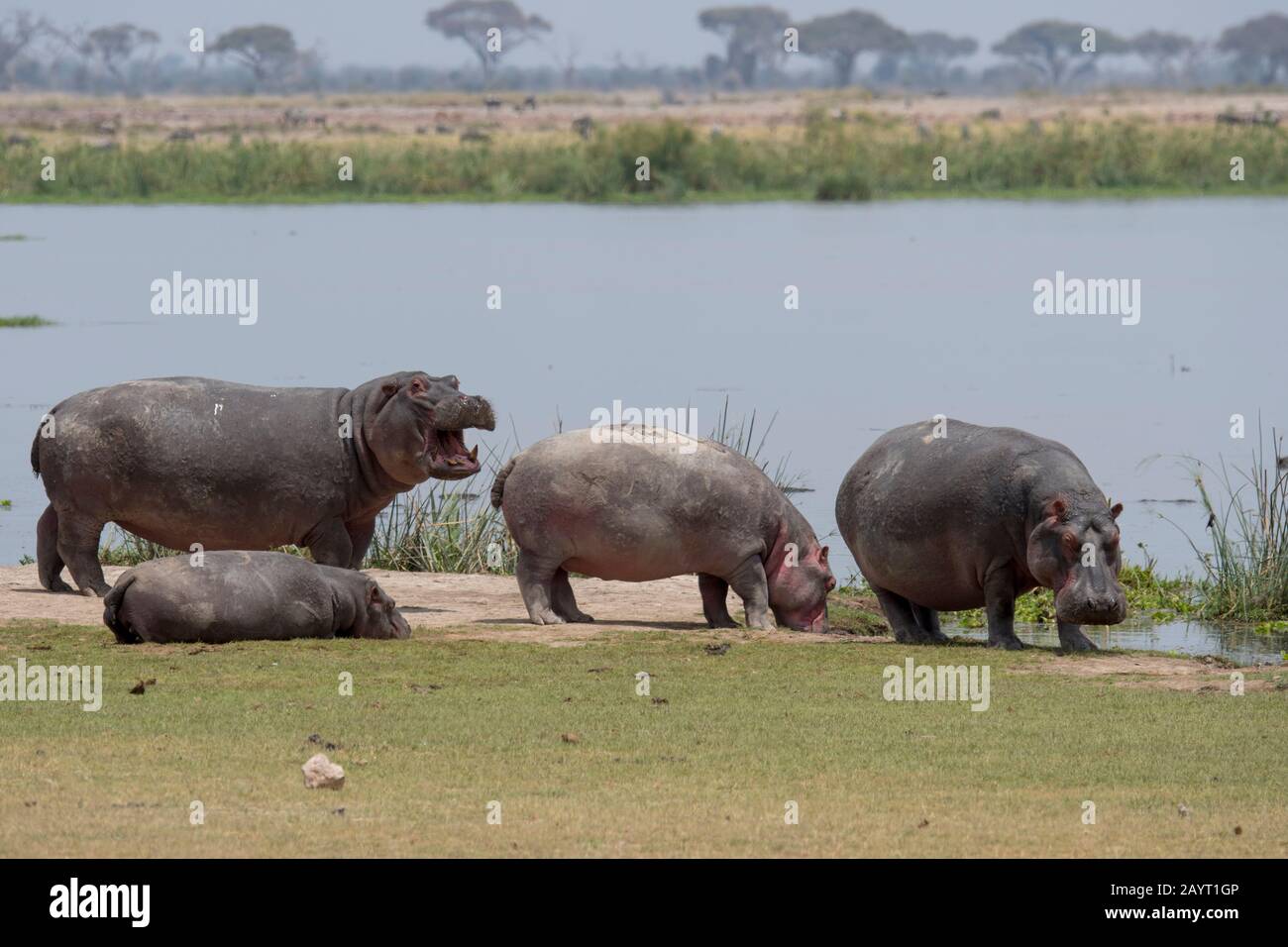 Una piscina o mandria di ippopotami (Hippopotamus anfibio) sulla riva di un lago nel Parco Nazionale di Amboseli, Kenya. Foto Stock
