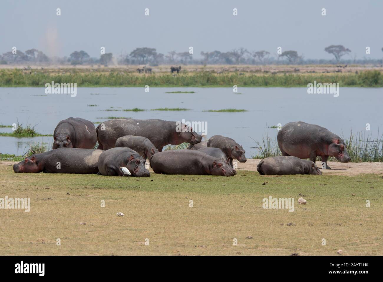 Una piscina o mandria di ippopotami (Hippopotamus anfibio) sulla riva di un lago nel Parco Nazionale di Amboseli, Kenya. Foto Stock