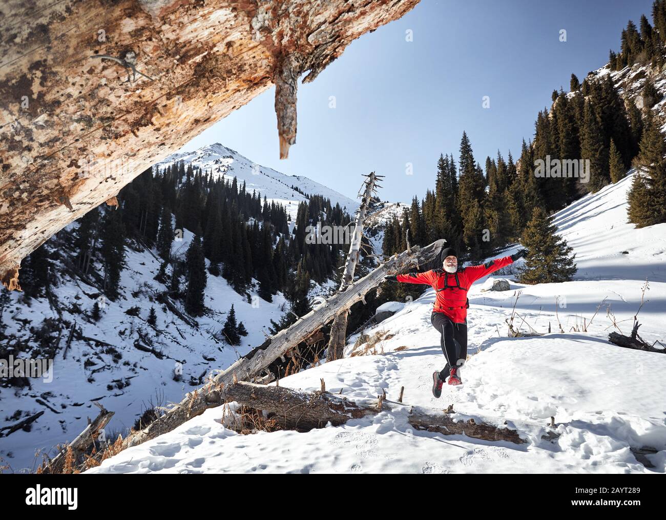 Vecchio runner con barba grigia e giacca rossa che salta vicino ai tronchi d'albero in montagna in inverno. Skyrunning e trailrunning per attività all'aperto. Foto Stock