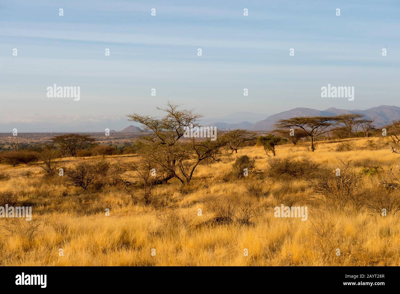 Paesaggio secco nella Riserva nazionale di Samburu in Kenya. Foto Stock