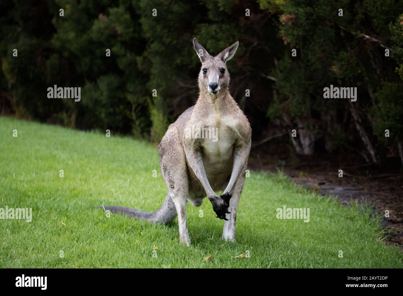 Wild Male orientale canguro grigio (Macropus giganteus) guardando verso la macchina fotografica in piedi su erba con arbusti in terra posteriore, il canguro è bagnato Foto Stock