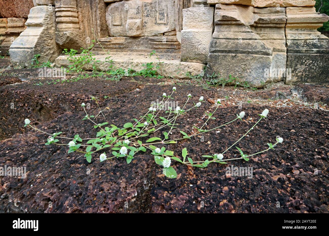 White Globe Amaranth Fiori Che Crescono sulla Terra Di Arenaria dell'antico Tempio Khmer Foto Stock
