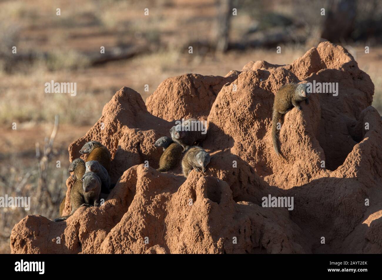 Comune monoca nana (Helogale parvula) su una collina termita nella Riserva Nazionale di Samburu in Kenya. Foto Stock