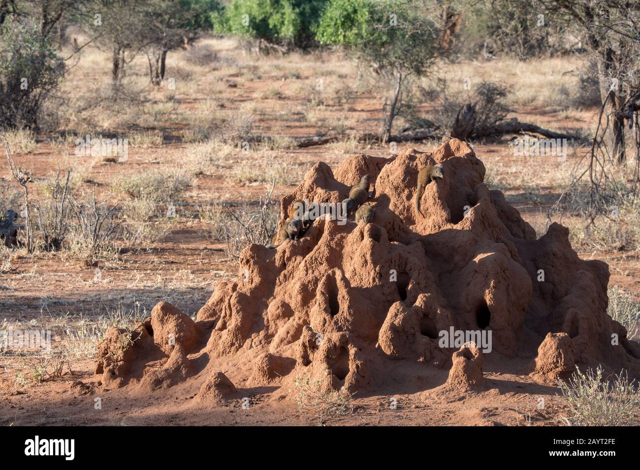Comune monoca nana (Helogale parvula) su una collina termita nella Riserva Nazionale di Samburu in Kenya. Foto Stock
