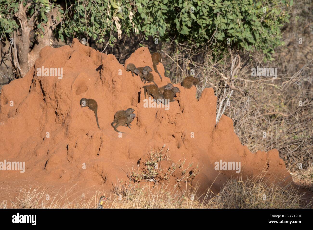 Comune monoca nana (Helogale parvula) su una collina termita nella Riserva Nazionale di Samburu in Kenya. Foto Stock