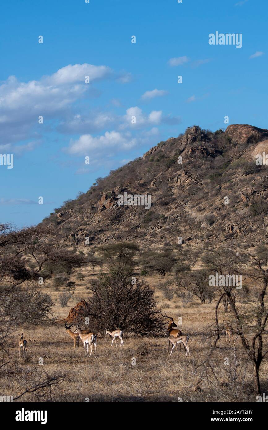 Gazzelle di Grant (Nanger granti) e impalas (Aepyceros melampus) nella Riserva nazionale di Samburu in Kenya. Foto Stock