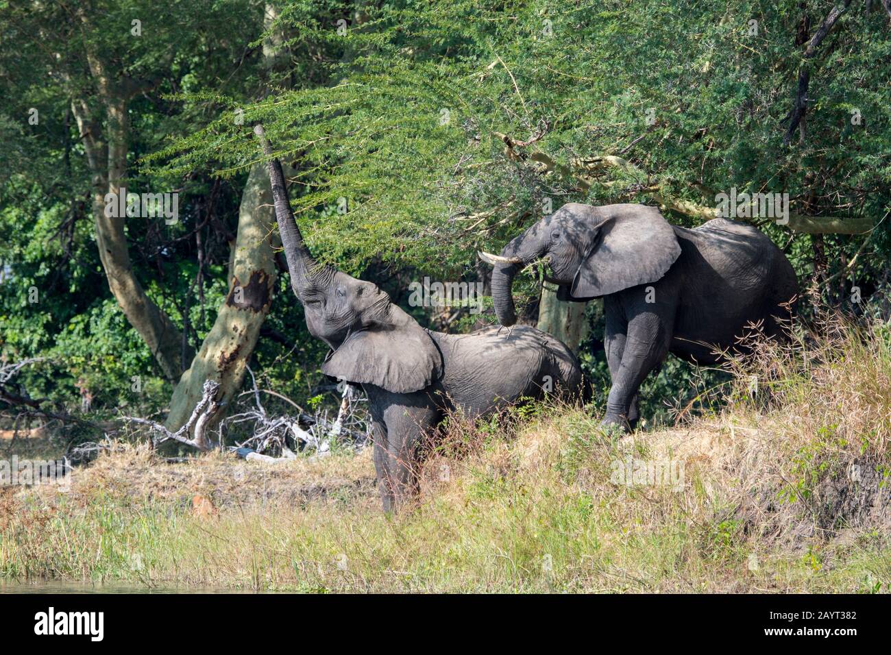 Elefanti africani che si nutrono di alberi nel Parco Nazionale di Liwonde, Malawi. Foto Stock