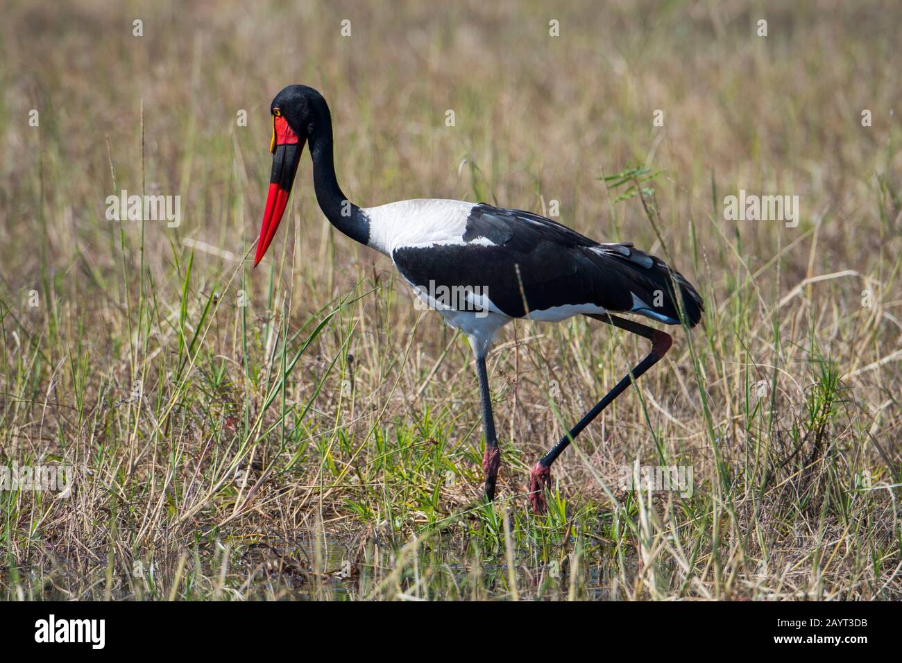 Una cicogna (Ephippiorhynchus senegalensis) è alla ricerca di cibo in una palude lungo il fiume Shire nel Parco Nazionale di Liwonde, Malawi. Foto Stock